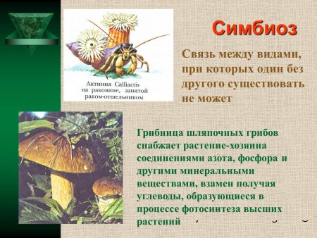 Естествознание «Что такое симбиоз»